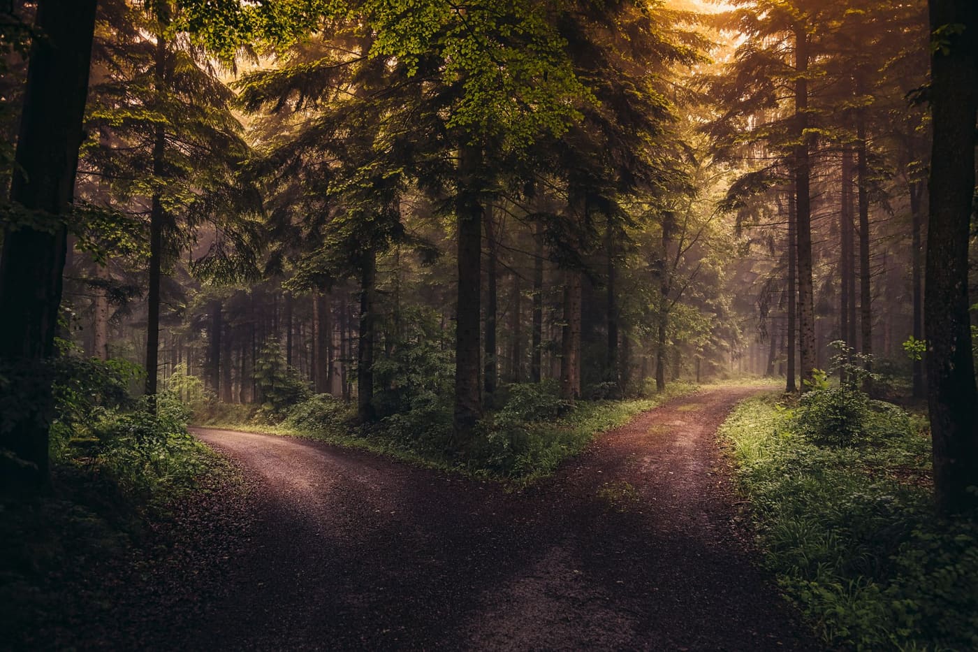 A dirt road splitting into two paths through a misty forest at sunrise