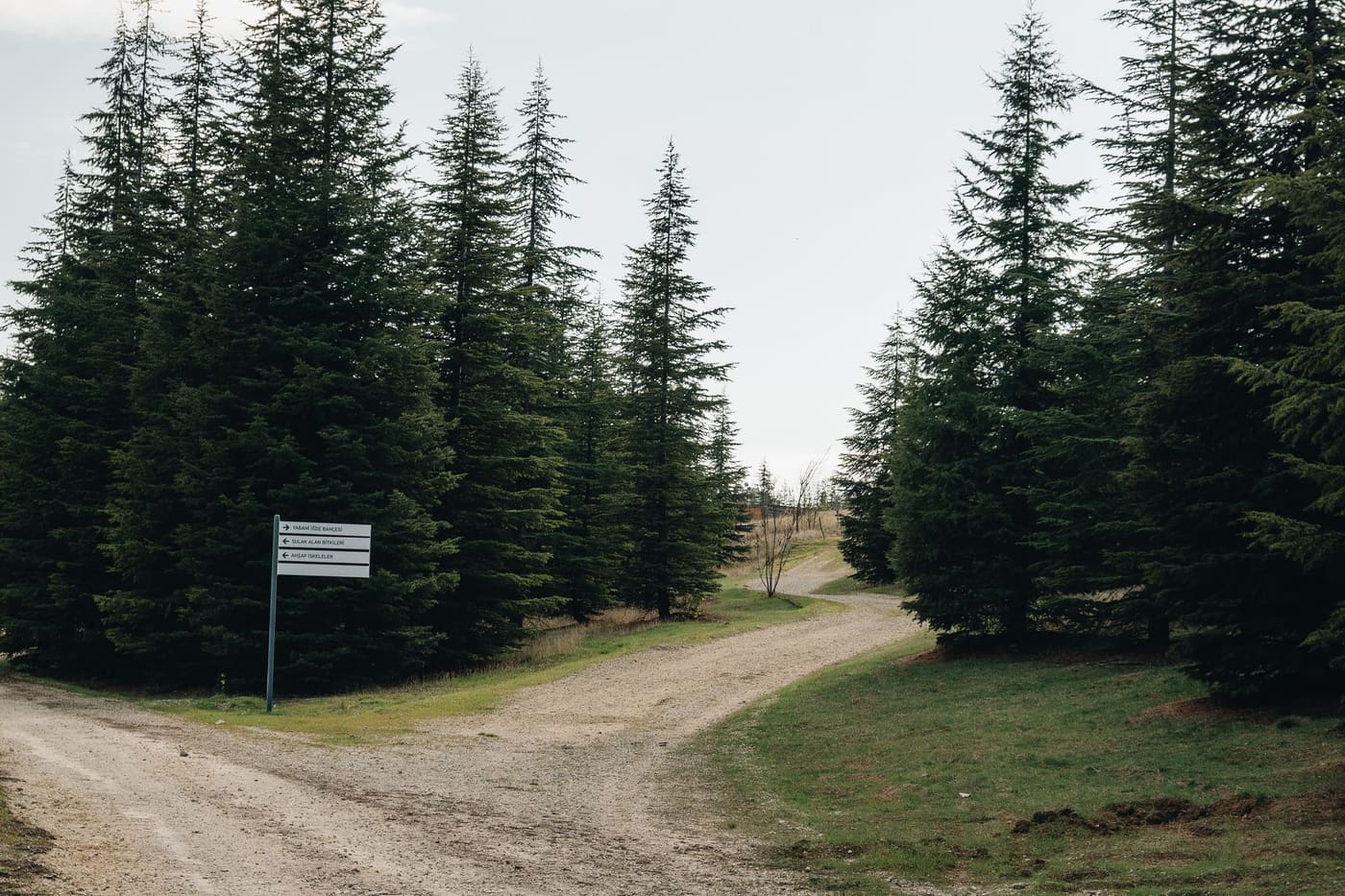 A dirt path forking beside a signpost among tall fir trees